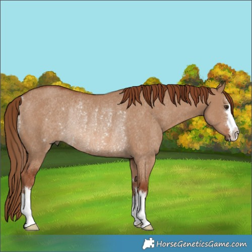Horse Color:Red Dun Rabicano 