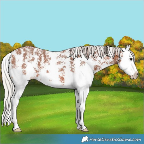 Horse Color:Silver Bay Sabino Splash 