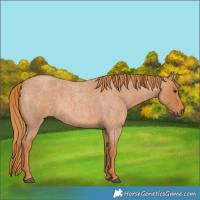 Horse Color:Red Roan 