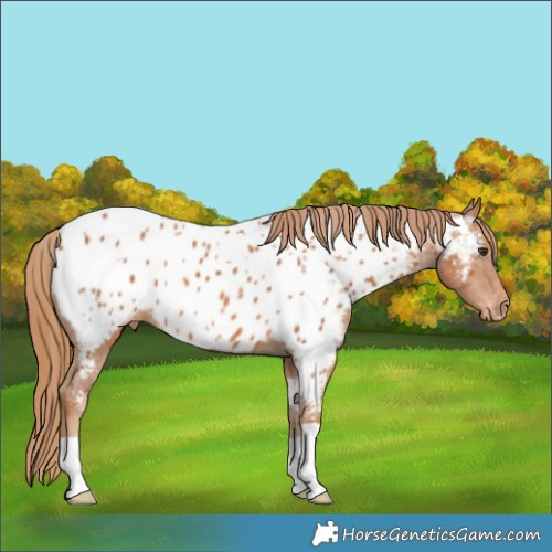 Horse Color:Chestnut Near Leopard 