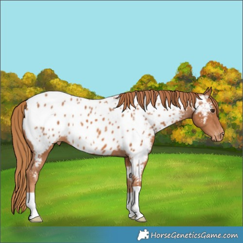 Horse Color:Chestnut Appaloosa 