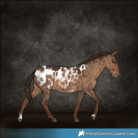 Horse Color:Liver Red Dun Appaloosa Brindle