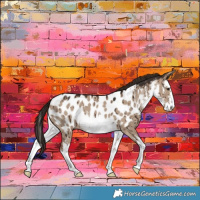 Horse Color:White Spotted Liver Red Dun Appaloosa Brindle