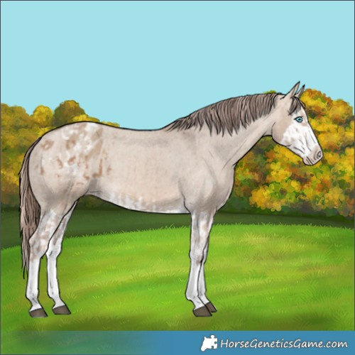 Horse Color:Red Dun Splash Appaloosa and Bay Dun Splash Appaloosa