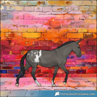 Horse Color:Grullo Appaloosa 