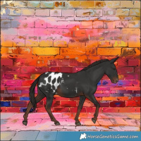 Horse Color:Liver Chestnut Appaloosa 