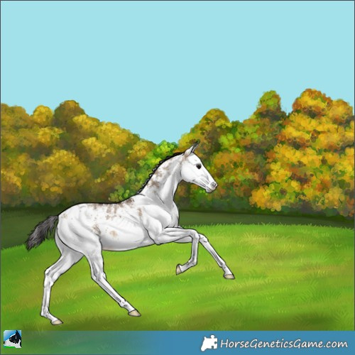 Horse Color:White Spotted Bay Dun 