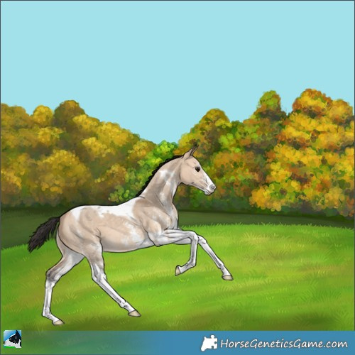 Horse Color:White Spotted Bay Dun Tobiano 