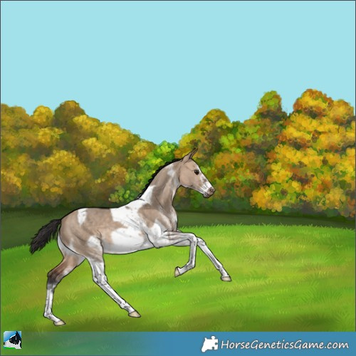 Horse Color:White Spotted Bay Dun Tobiano Frame Rabicano 