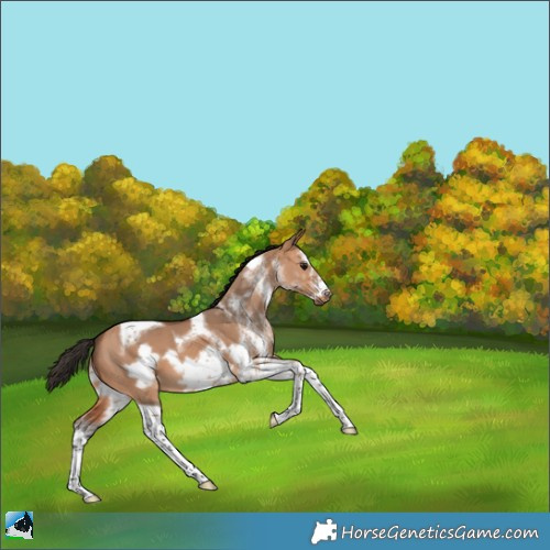 Horse Color:White Spotted Bay Dun Tobiano Frame 