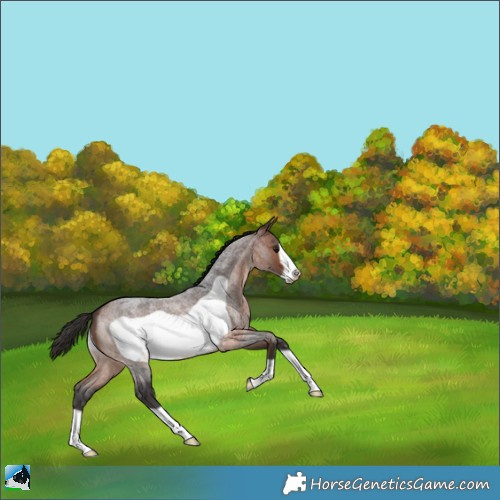 Horse Color:Bay Roan Frame 