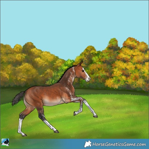 Horse Color:White Spotted Bay Splash 