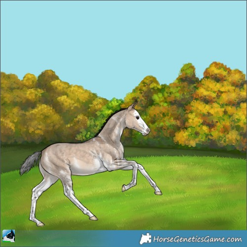 Horse Color:White Spotted Bay Dun Splash 