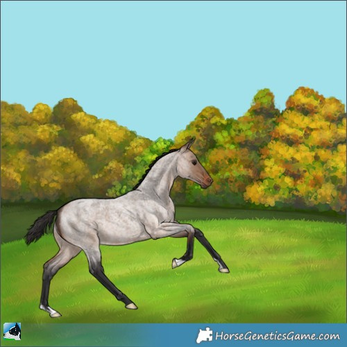 Horse Color:Bay Roan Dun 