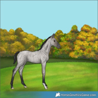 Horse Color:Grullo Roan Appaloosa