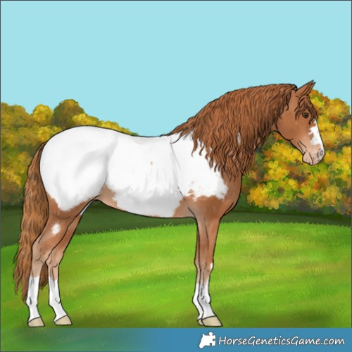 Horse Color:Chestnut Appaloosa 