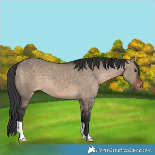 Horse Color:Brown Dun Appaloosa 