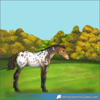 Horse Color:White Spotted Buckskin Appaloosa
