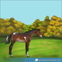 Horse Color:Brown Tobiano Rabicano