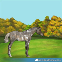 Horse Color:White Spotted Silver Buckskin Roan