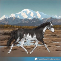 Horse Color:White Spotted Liver Chestnut 