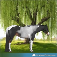 Horse Color:White Spotted Liver Chestnut Tobiano 