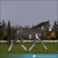 Horse Color:White Spotted Liver Chestnut Rabicano
