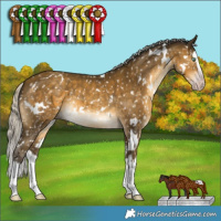 Horse Color:Gray White Spotted Silver Sable Cream Champagne Splash Appaloosa 