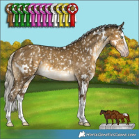Horse Color:Gray White Spotted Silver Sable Cream Champagne Splash Appaloosa