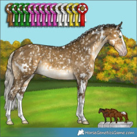 Horse Color:Gray White Spotted Silver Sable Cream Champagne Splash Appaloosa