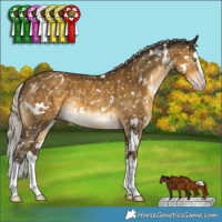 Horse Color:Gray White Spotted Silver Sable Cream Champagne Splash Appaloosa 