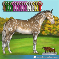 Horse Color:Gray White Spotted Silver Sable Cream Champagne Splash Appaloosa