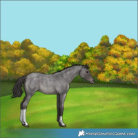 Horse Color:Smoky Blue Roan Tobiano Rabicano