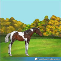 Horse Color:Silver Brown Tobiano 
