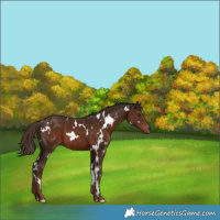 Horse Color:White Spotted Liver Chestnut 
