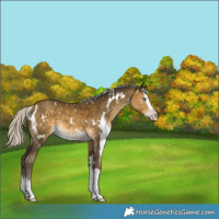 Horse Color:Gray White Spotted Silver Sable Cream Champagne Splash Appaloosa 