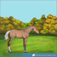 Horse Color:Silver Bay Dun Tobiano 