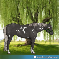 Horse Color:Gray White Spotted Silver Black Tobiano 