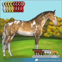 Horse Color:Gray White Spotted Silver Sable Cream Champagne Splash Appaloosa 