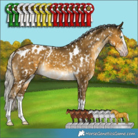Horse Color:Gray White Spotted Silver Sable Cream Champagne Splash Appaloosa 
