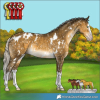 Horse Color:Gray White Spotted Silver Sable Cream Champagne Splash Appaloosa 