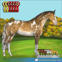 Horse Color:Gray White Spotted Silver Sable Cream Champagne Splash Appaloosa 