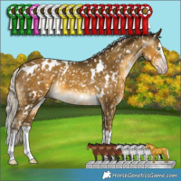 Horse Color:Gray White Spotted Silver Sable Cream Champagne Splash Appaloosa 