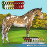Horse Color:Gray White Spotted Silver Sable Cream Champagne Splash Appaloosa 