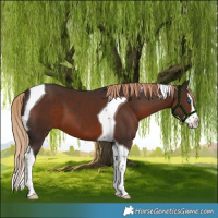 Horse Color:Liver Chestnut Splash Tobiano 