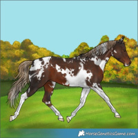 Horse Color:White Spotted Liver Chestnut Tobiano 