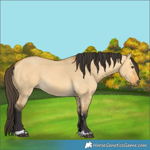 Horse Color:Buckskin Dun 