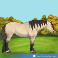 Horse Color:Buckskin Dun 