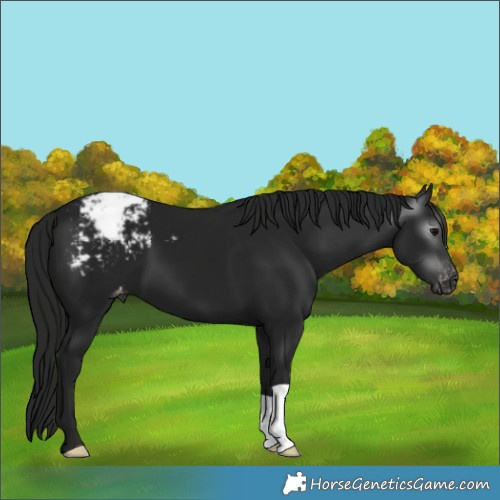 Horse Color:Gray Black Appaloosa