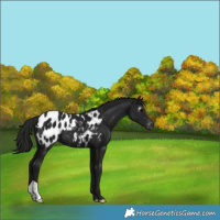 Horse Color:Gray Black Appaloosa 